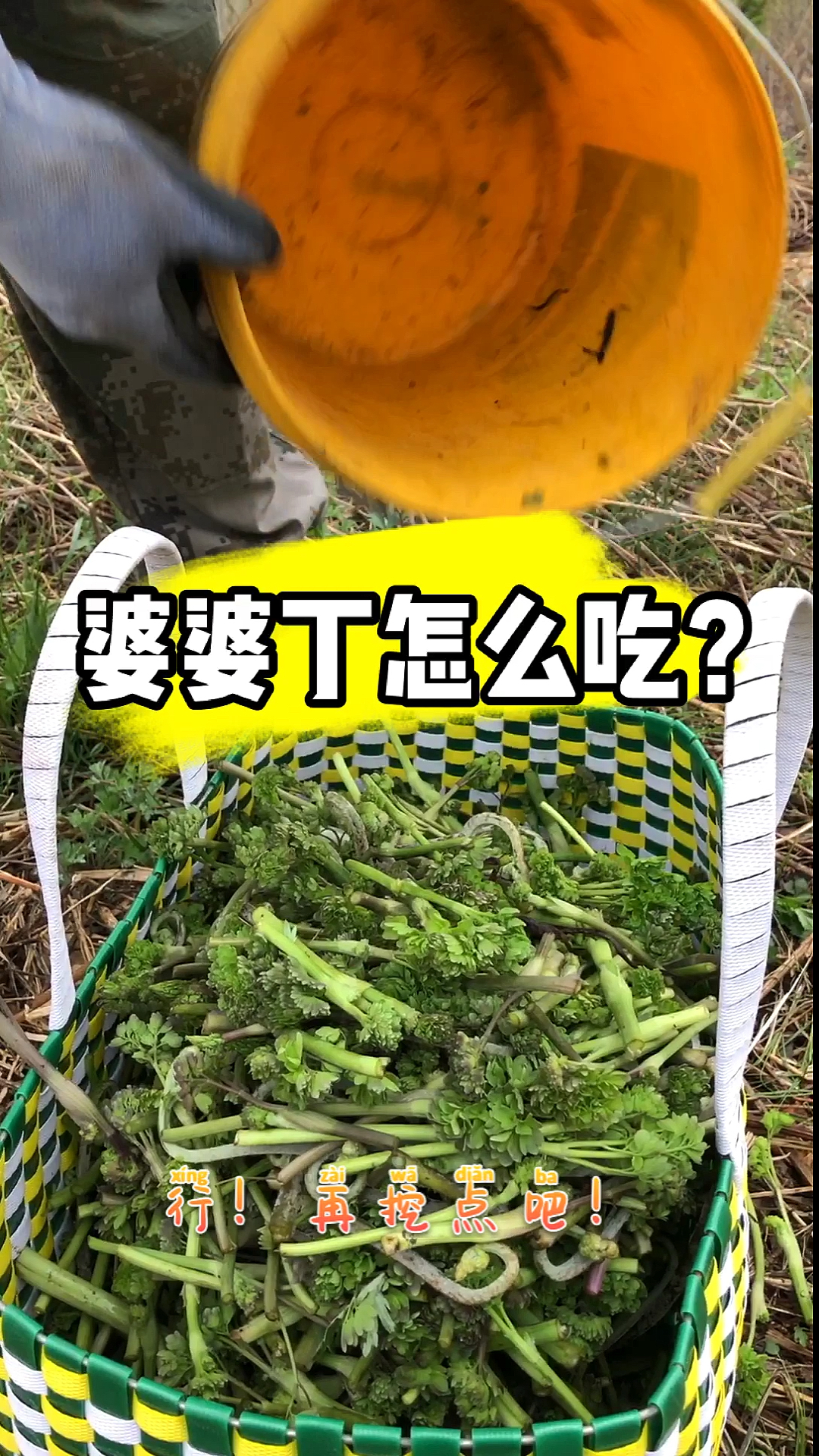山野菜:猫爪子!婆婆丁(蒲公英