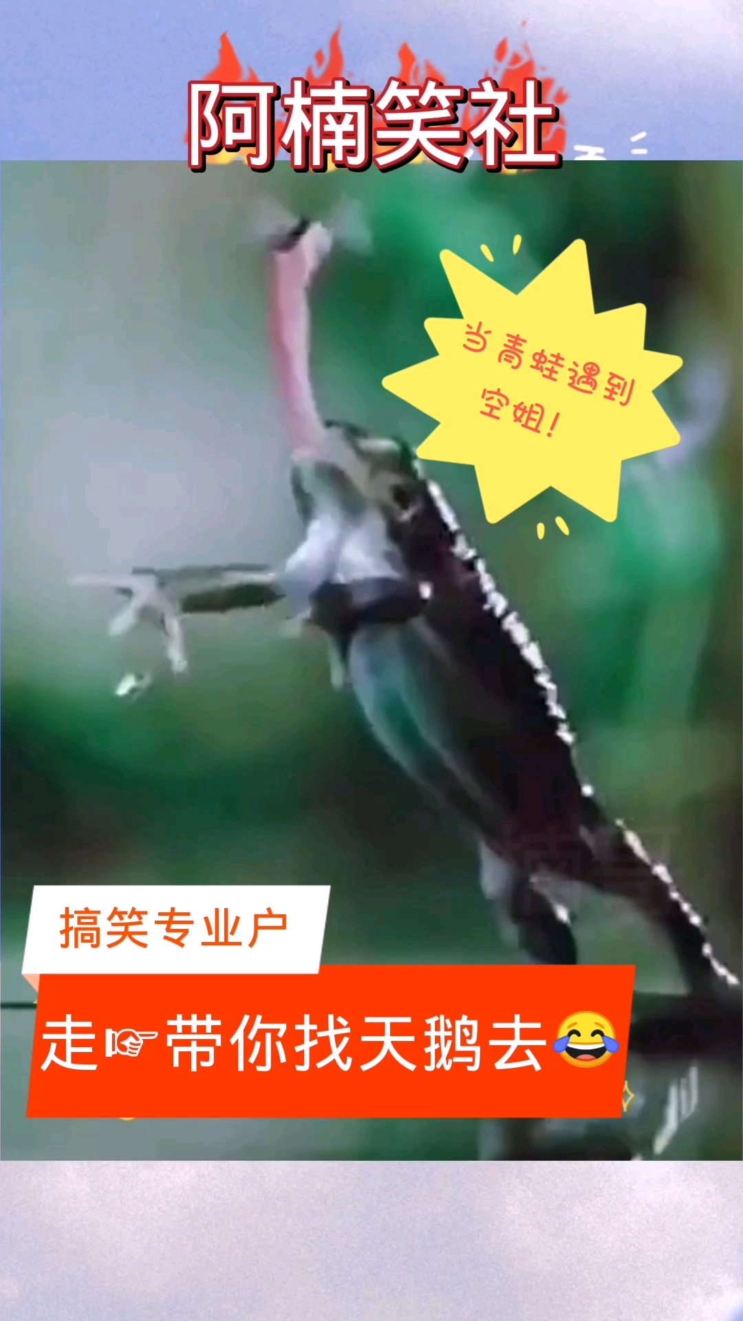 #搞笑段子剧#搞笑我是认真的,空姐带青蛙去找天鹅?