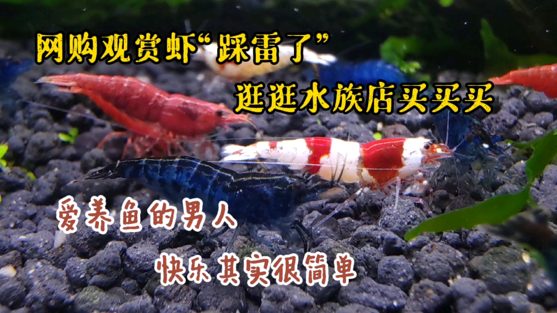#神宠来袭#网购观赏虾“踩雷”后，逛逛本地水族店，还是实体店买的更靠谱