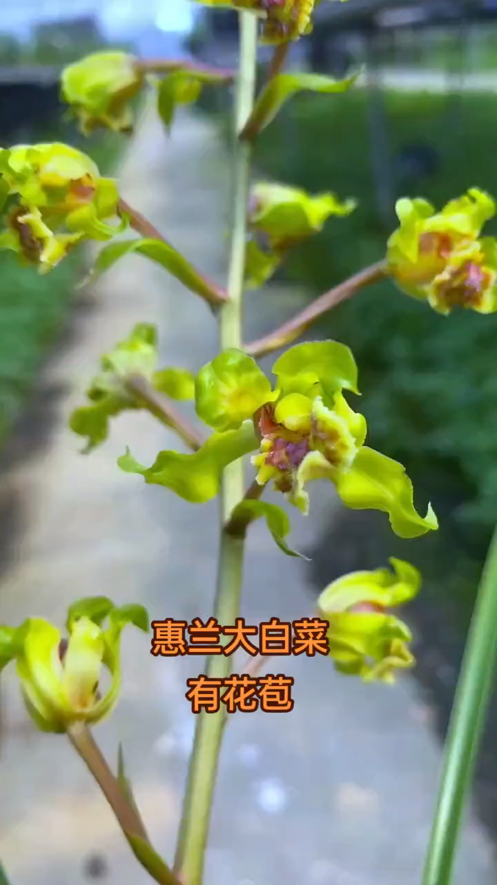 #兰花#蕙兰大白菜