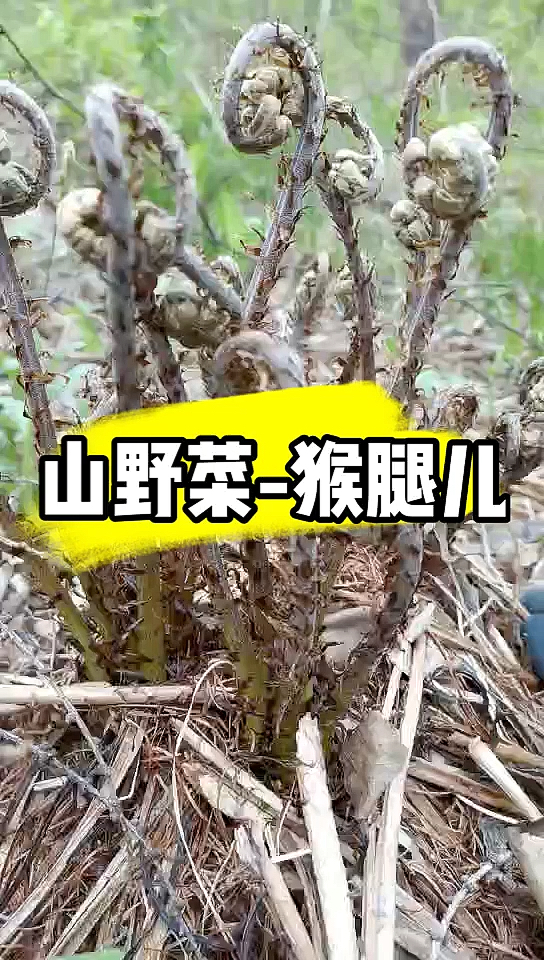 猴腿儿:又名多齿蹄盖蕨,俗名绿茎菜、紫菜,广泛分布于中国东北各地.