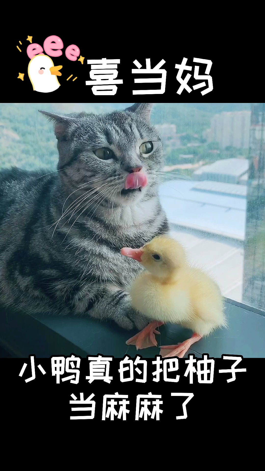 #宠物最可爱的样子#小鸭子认定这个猫妈妈了