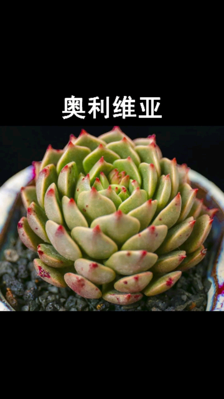 分享视频