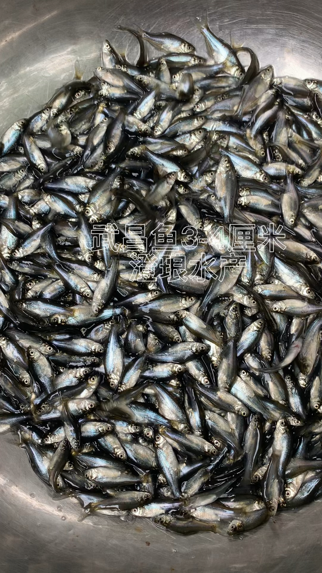 淡水鳊鱼苗武昌鱼苗三角鲂鱼团头鲂三角边活体沙边鱼养殖冷水包邮