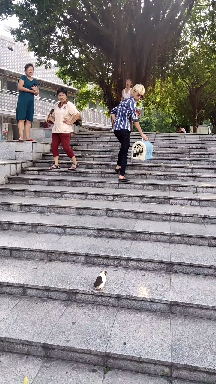 会上楼梯的小猪猪。