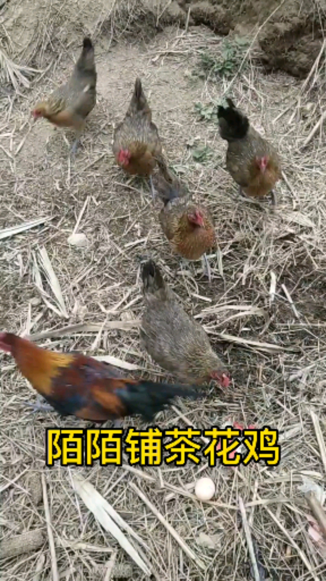 #公鸡打鸣#公鸡打鸣大集合,有喜欢的吗