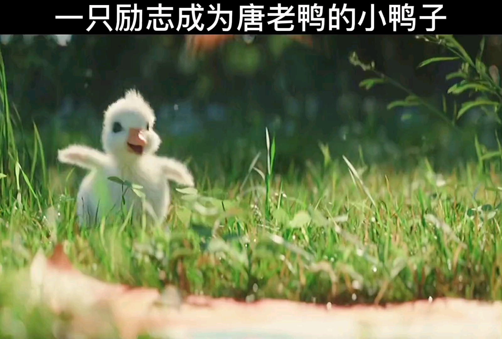 一只励志成为唐老鸭的小鸭子