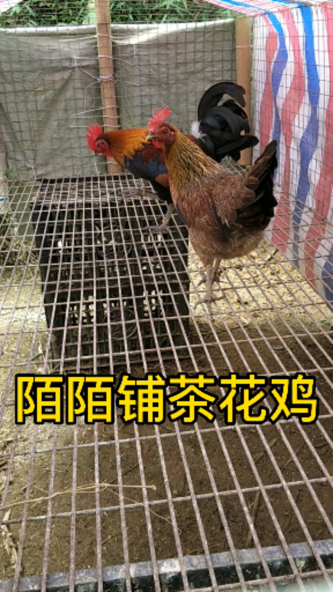 #母鸡#这母鸡到底会不会下蛋