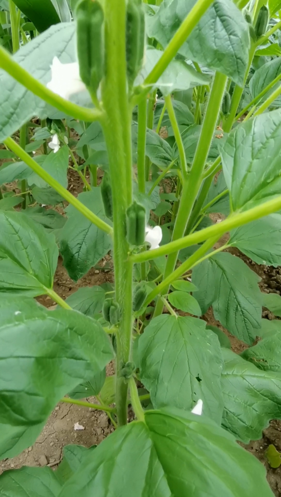 芝麻开花节节高凉拌芝麻叶吃个绿的老家河南家乡味道焦作