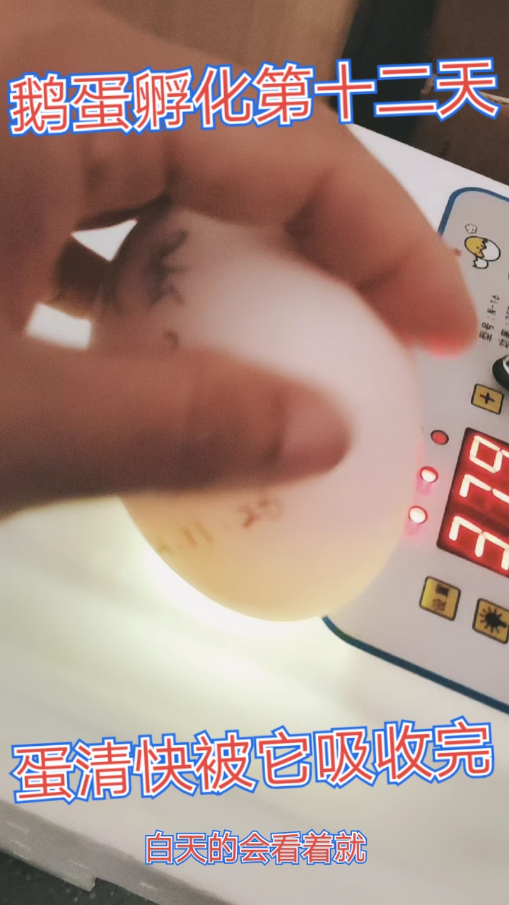 #我家萌宠成精了#鹅蛋孵化第十二天,白天照蛋,发现血管已经分布到蛋尾部了!蛋清快被它吸收完