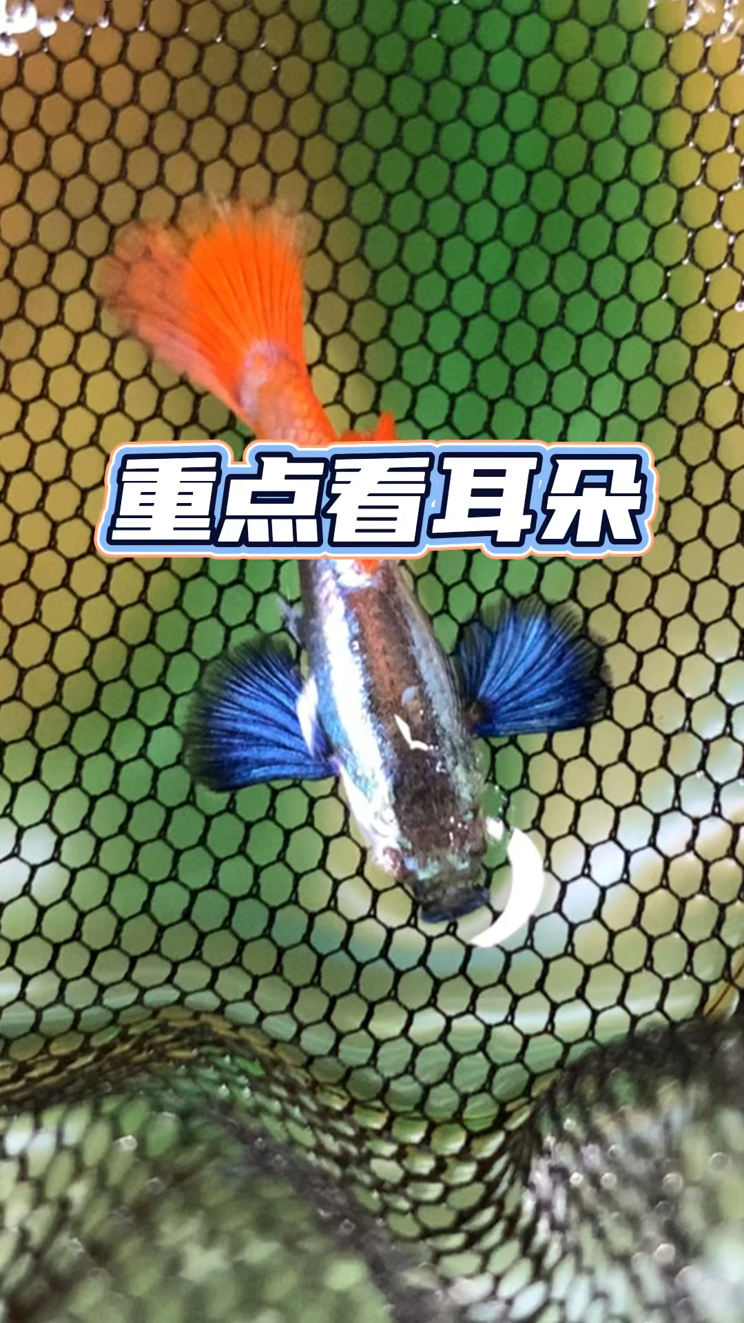 象耳白金红尾这耳朵是真招人喜欢，有特色，有亮点，奥利给#观赏鱼#养鱼人#水