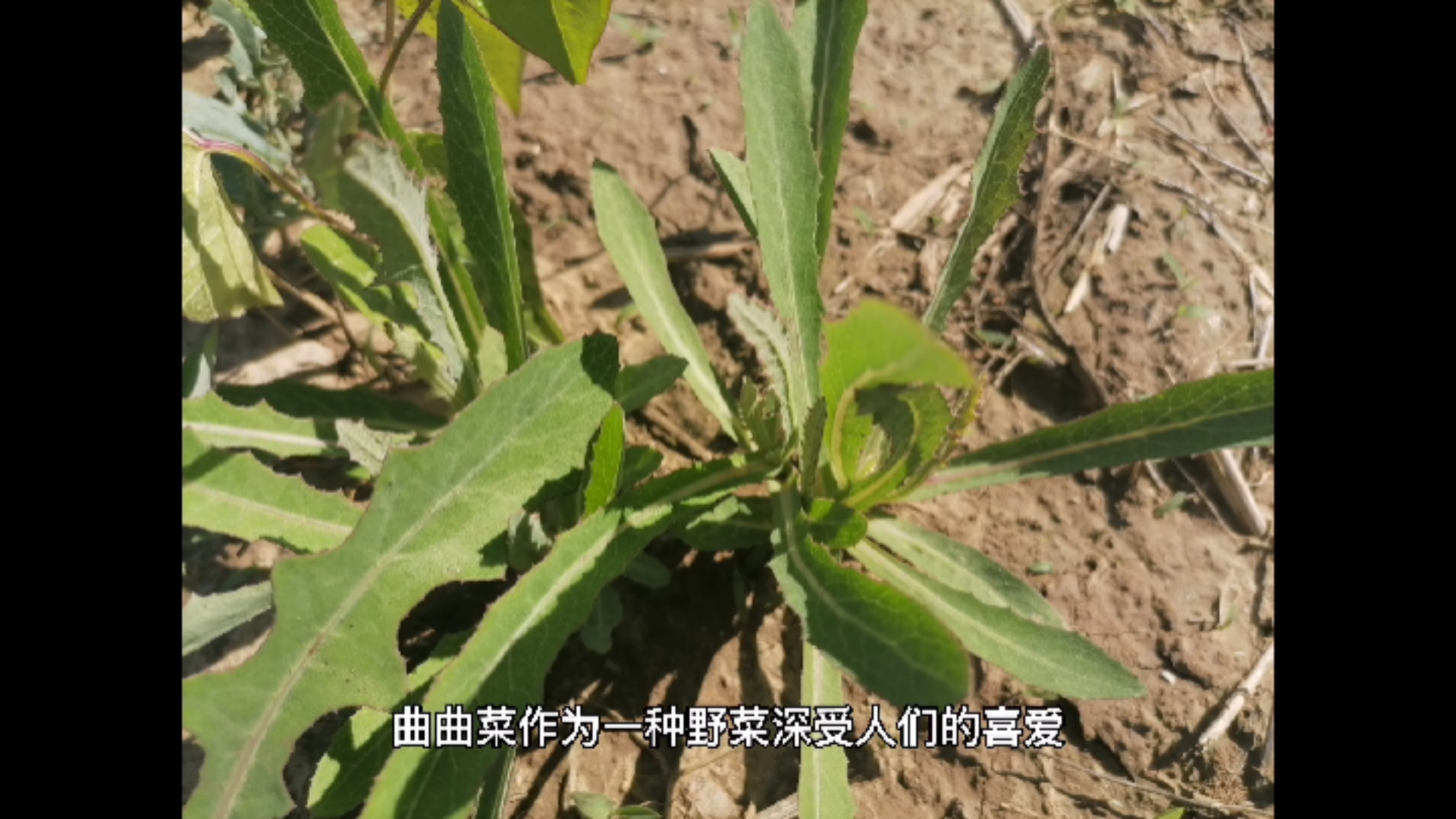 #美食看中国#美食小故事之“曲曲菜”的由来