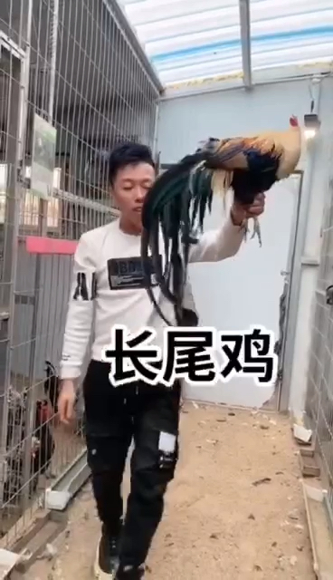 小翠花观赏鸡种鸡种蛋鸡苗青年鸡批发基地