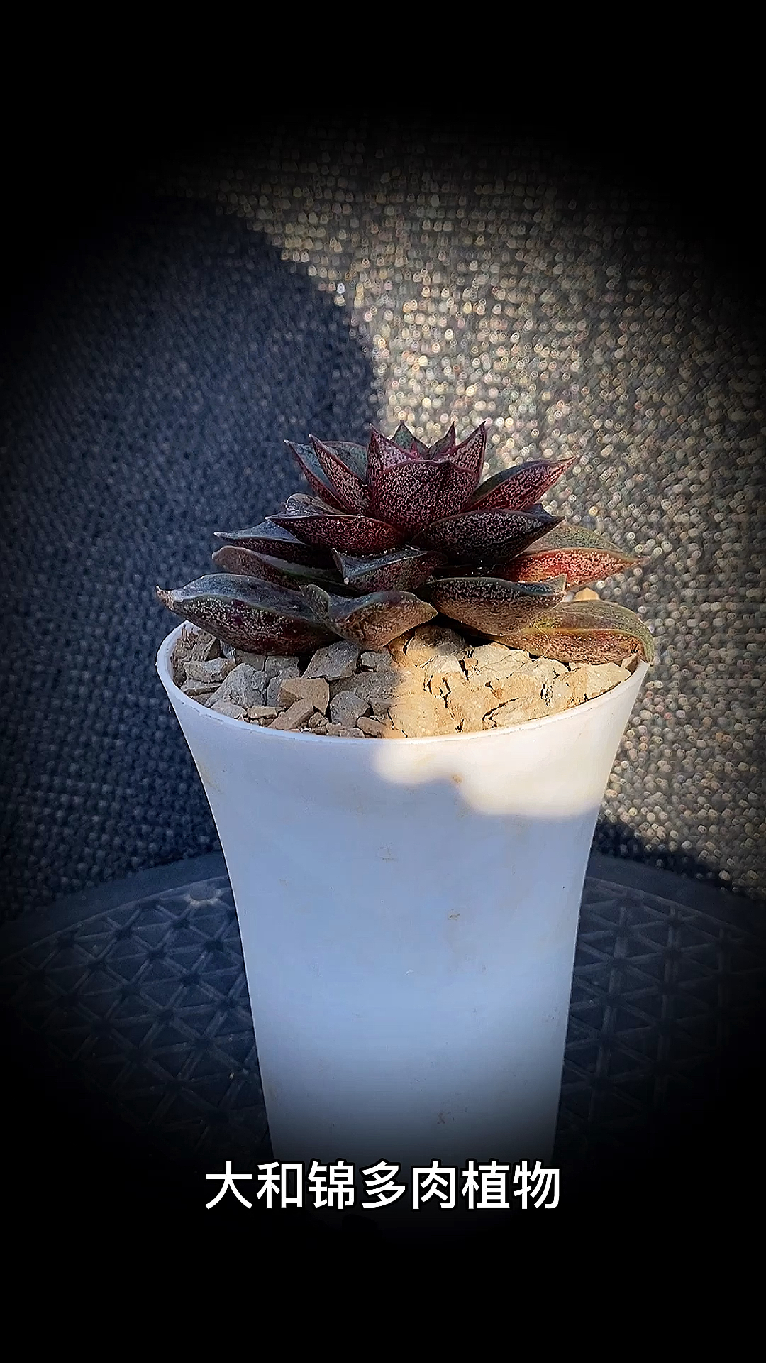 #有一种可爱叫多肉!#大和锦多肉植物:是景天科石莲花属多肉植物。