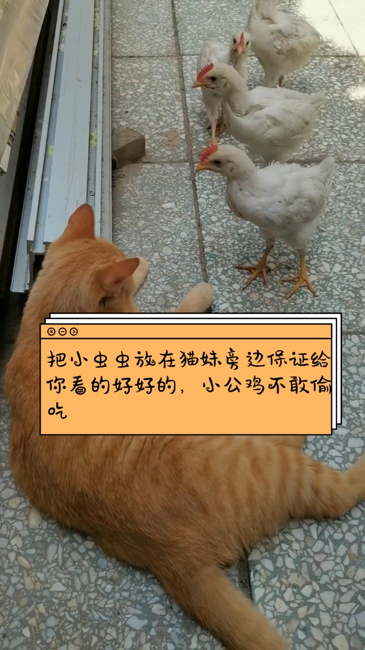 #猫咪日记#把小虫虫放在猫妹旁边保证给你看的好好的,小公鸡不敢偷吃