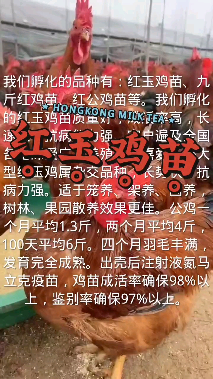 红玉鸡苗,九斤红鸡苗,红公鸡苗,脱温鸡,孵化场