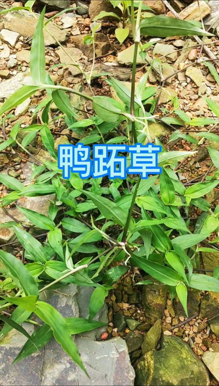 #认识中草药#农村这种植物叶片相似竹叶，叫鸭跖草，你见过吗？