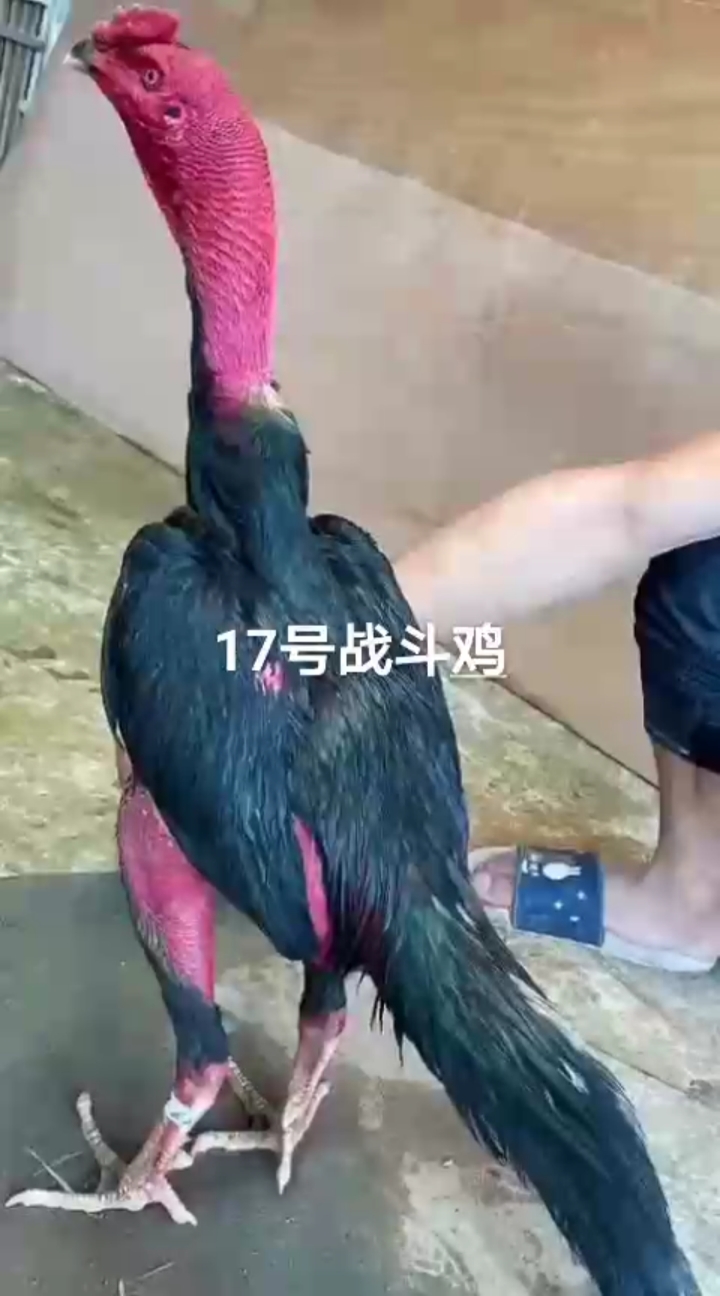 #全民小剧场#高质量养殖纯种纯血越南鬼子越南鸡苗有喜欢的朋友记得给个关注留言