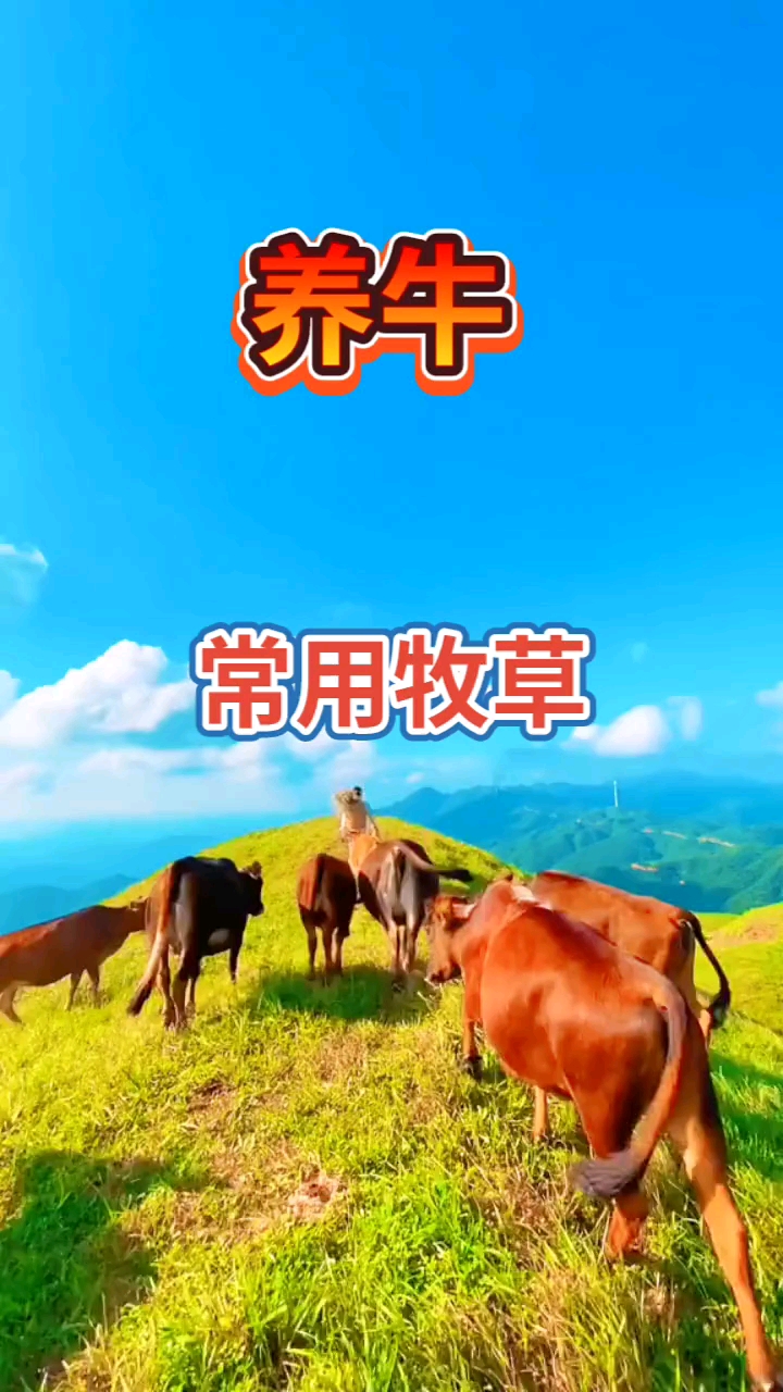 #高产牧草种子#养殖先种草饲料没烦恼,种草即养殖又节约成本!