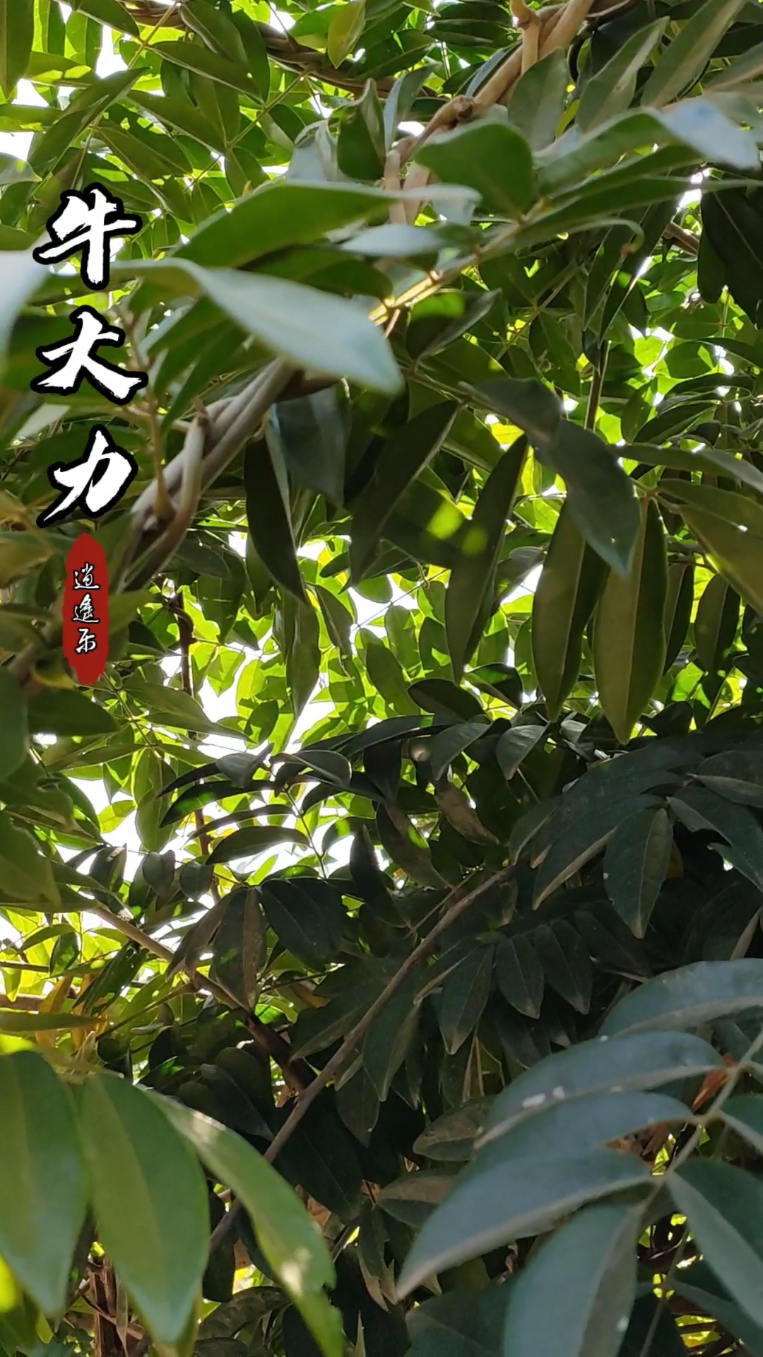 #认识中草药#百草中药之牛大力,豆科崖豆藤属植物,根部入药,全年可挖,秋季最佳