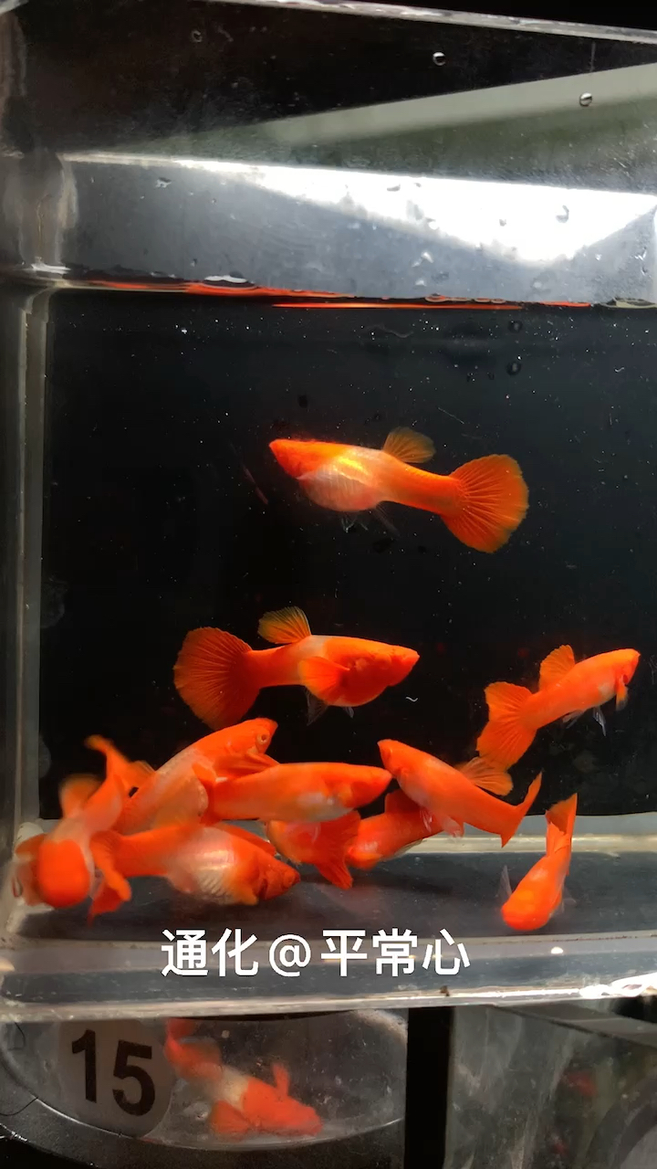 鸿运当头孔雀鱼