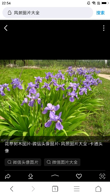 红花成荫