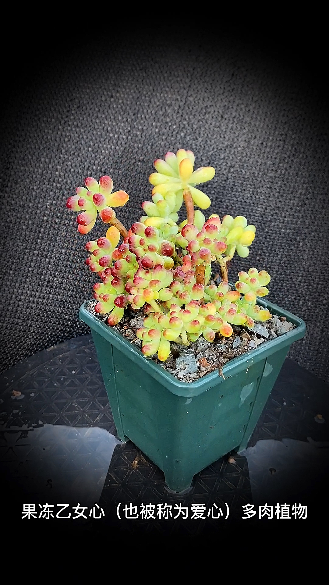 #有一种可爱叫多肉!#果冻乙女心(也被称为爱心)多肉植物:是景天科拟景天属的多肉植物。