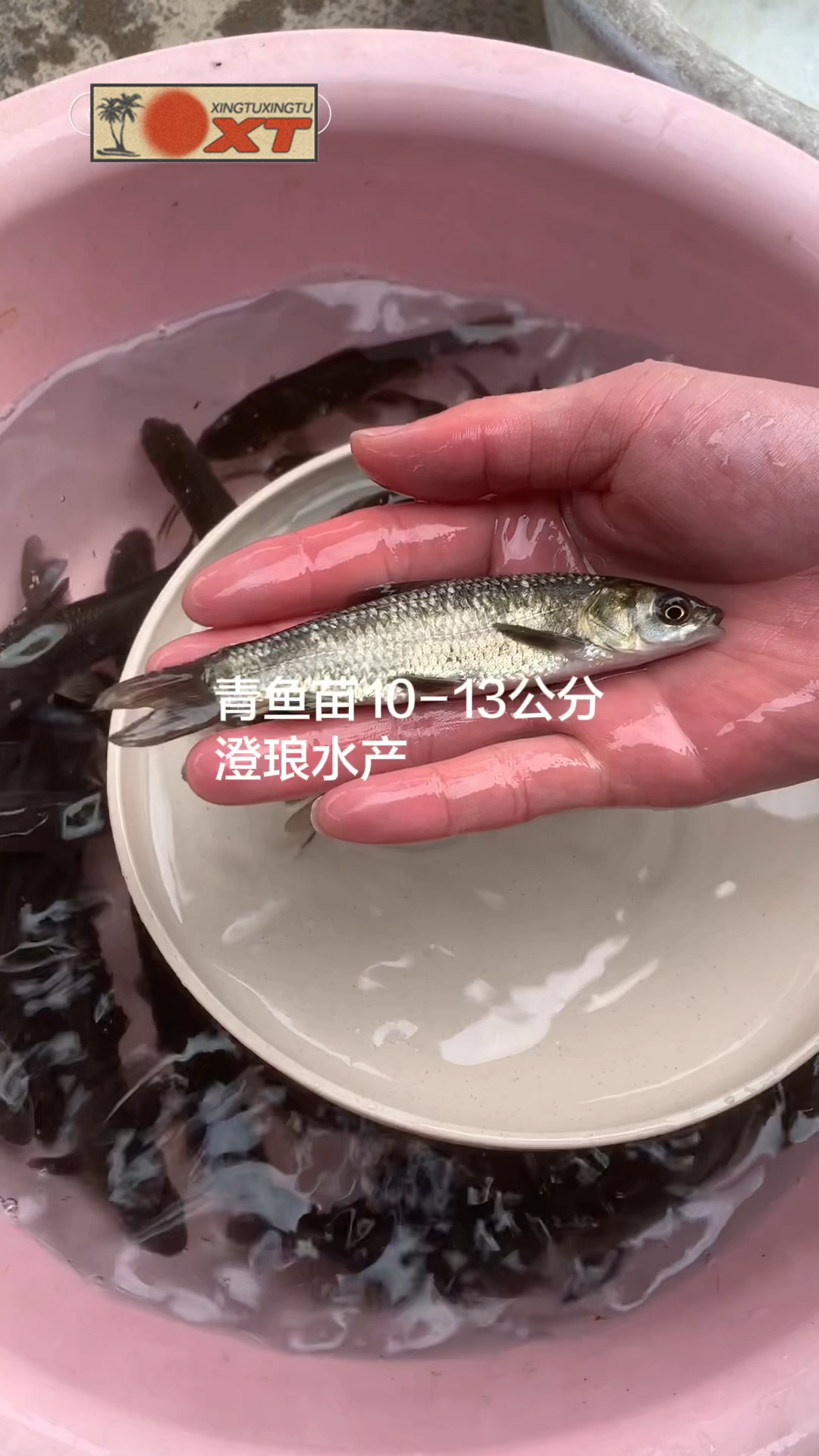 青鱼苗黑鲩鱼苗大规格螺丝青鱼苗