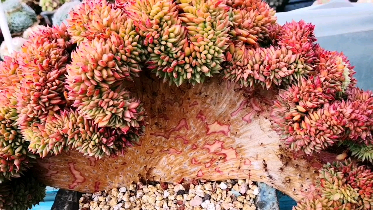 #多肉植物#霸气侧漏的红东云缀化,被它的造型给深深的吸引了!
