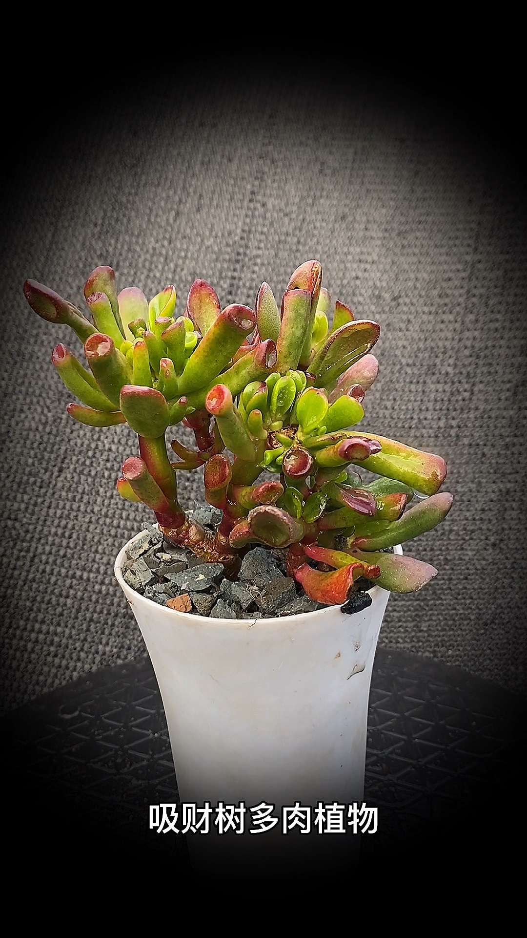 #有一种可爱叫多肉!#吸财树多肉植物:是属于景天科青锁龙属的多肉植物。