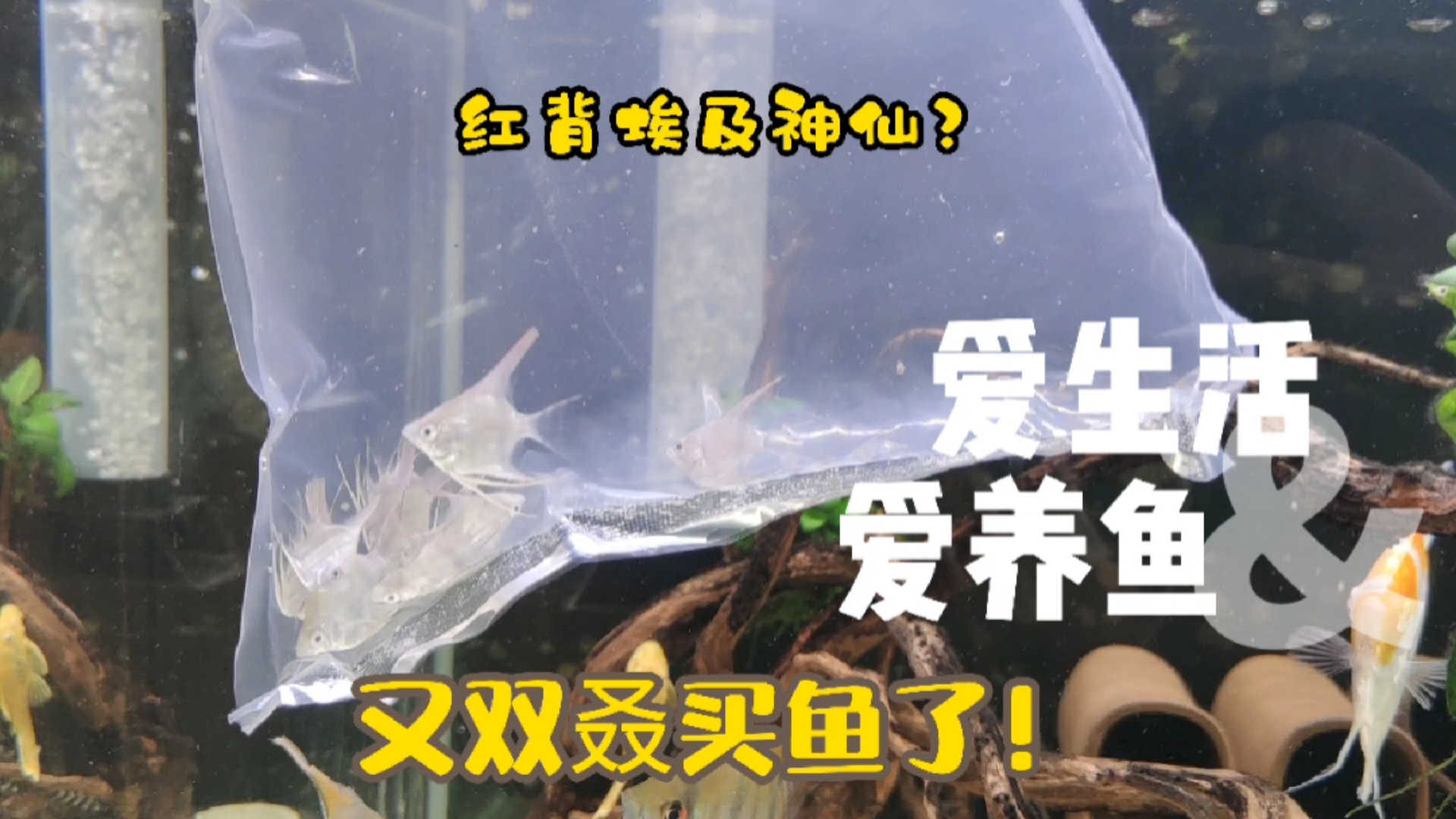 #观赏鱼#家里都8个鱼缸了,我咋又买鱼了?十条“红背埃及神仙鱼”开箱