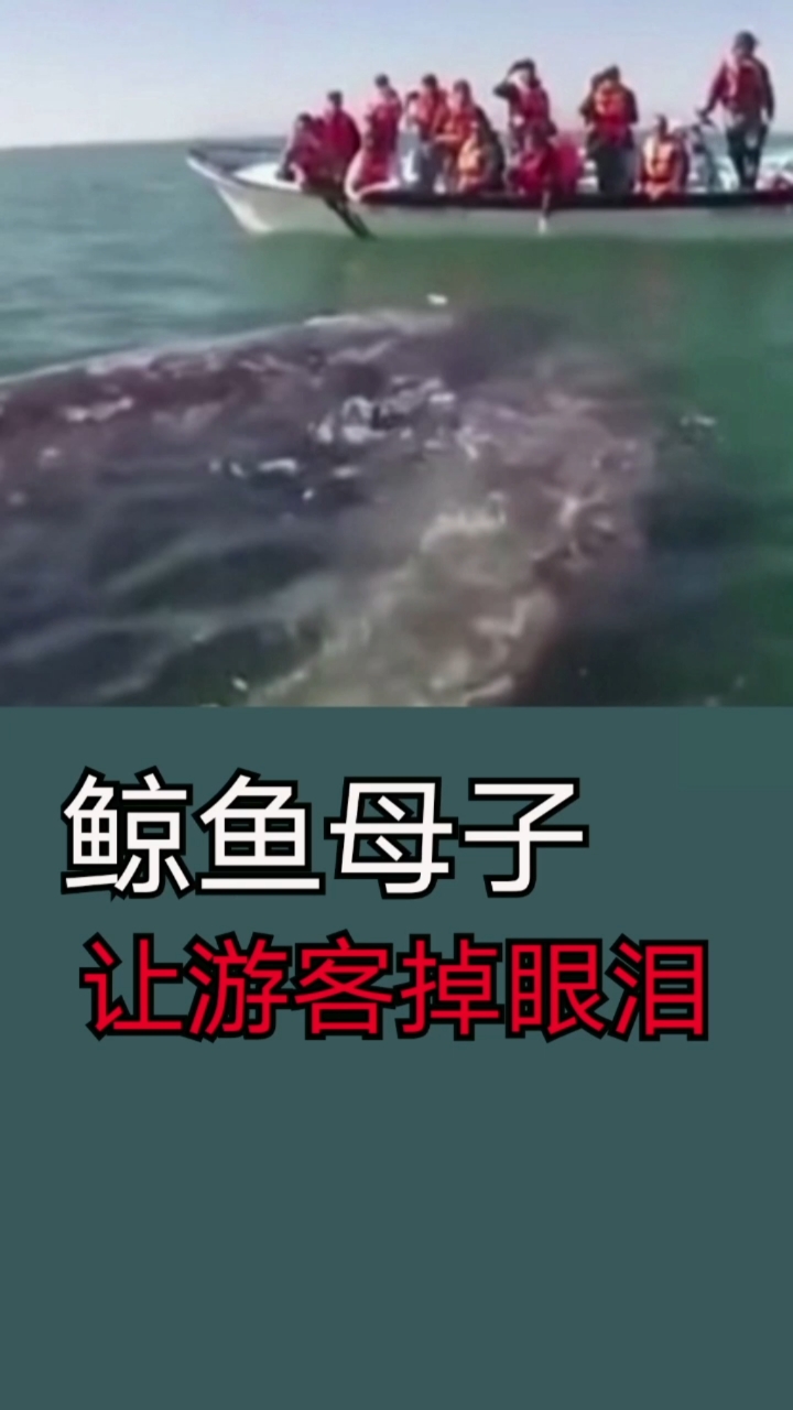 鲸鱼被渔网裹住,游客割破鱼网救出鲸鱼。