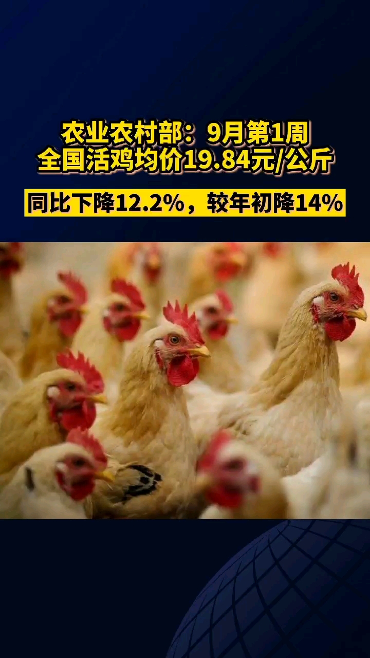 “鸡不如猪”?鸡肉价格大跌!商家大促销,你“鸡肉自由”了吗?