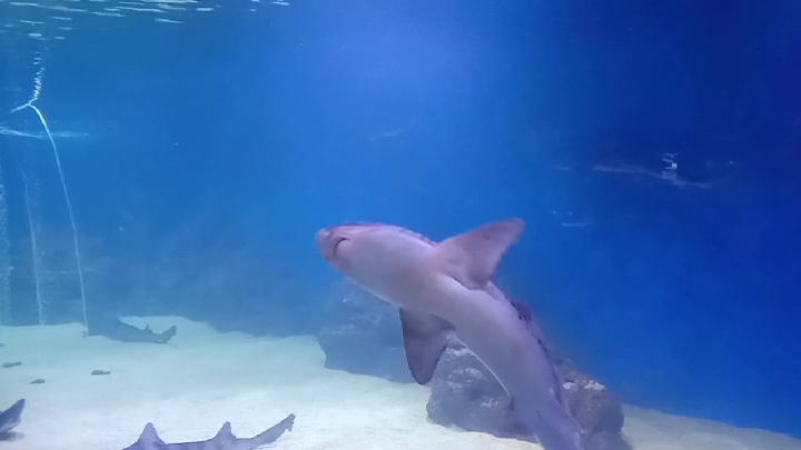 #海洋馆#去海洋馆里边有各种稀奇鱼,海底世界梦幻王国