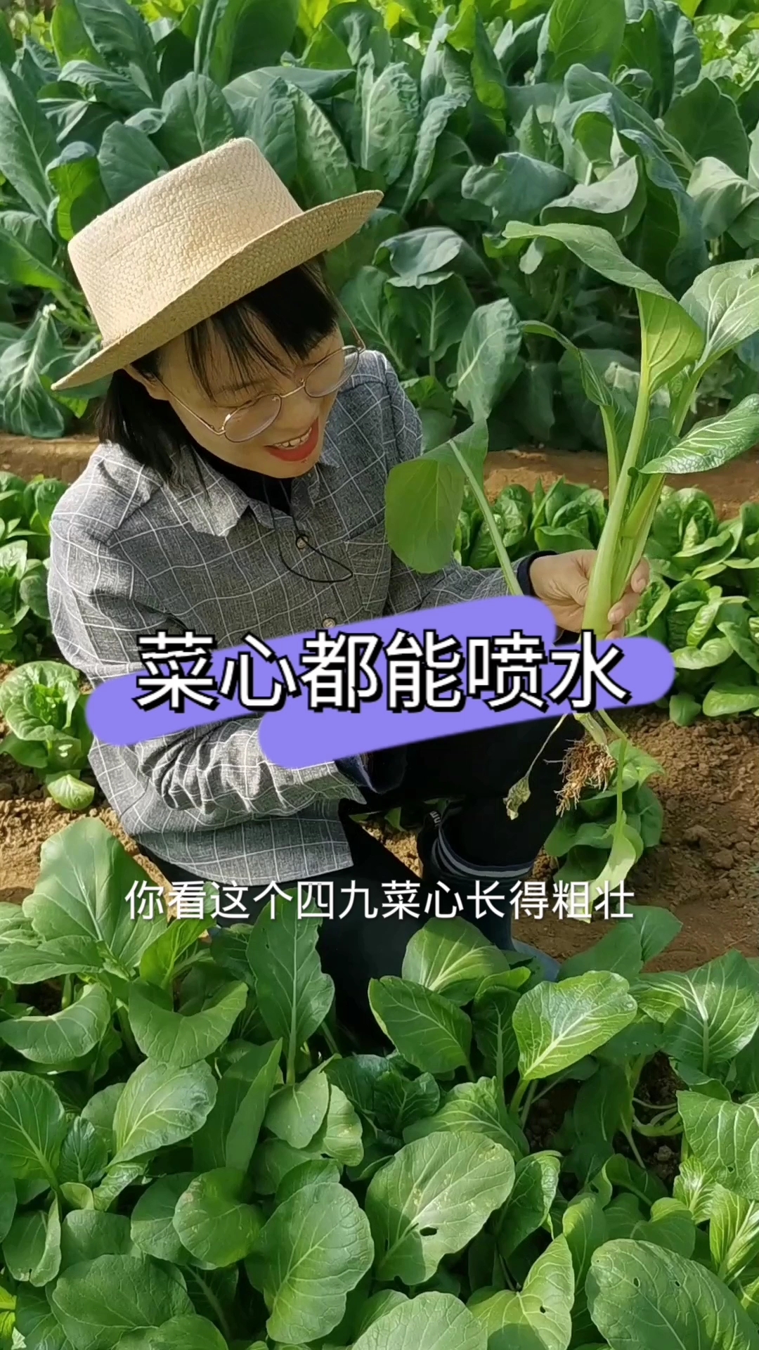 这个品种的四九菜心儿特别的脆嫩,一掐就出水,你也赶紧种一些吧