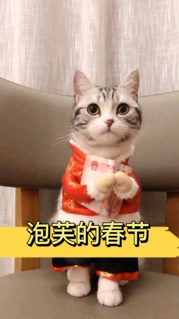 泡芙手里的钱是哪来的?#萌宠出道#猫咪日常