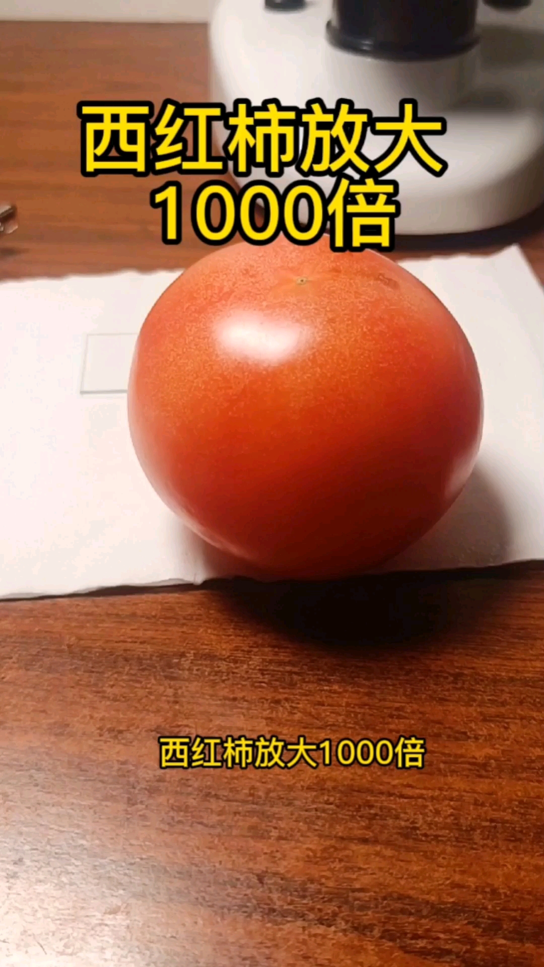 西红柿放大1000倍,喜欢吃西红柿的进来看看吧