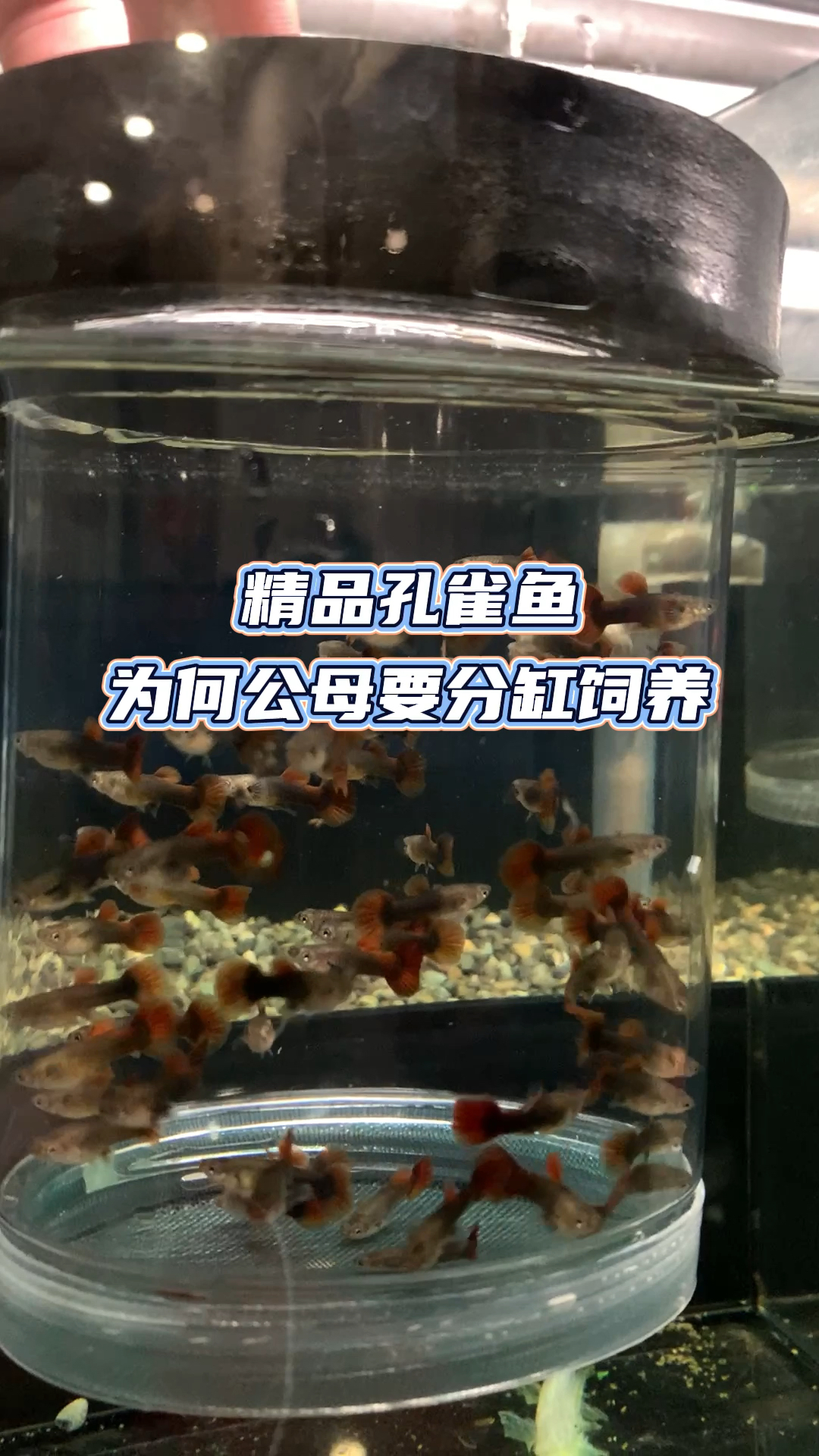 #孔雀鱼#精品孔雀鱼为何公母要分缸饲养