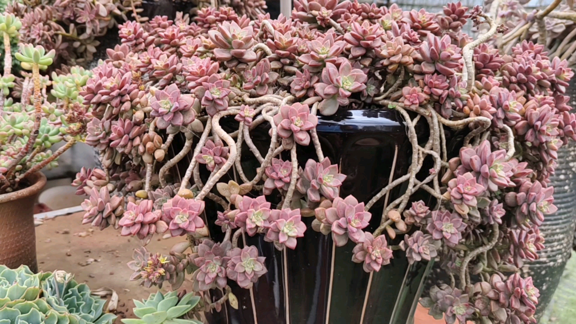 #多肉植物#姬胧月老桩的日常,这个颜值我爱了!