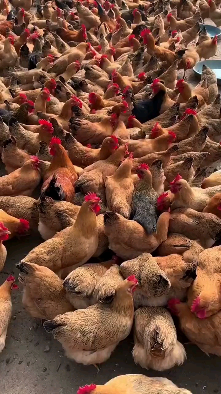 最简单分辨公鸡和母鸡的办法。