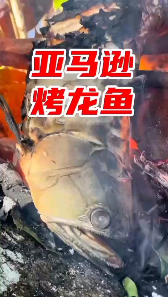 亚马逊烤龙须鱼,我们吃不到只能大饱眼福了。