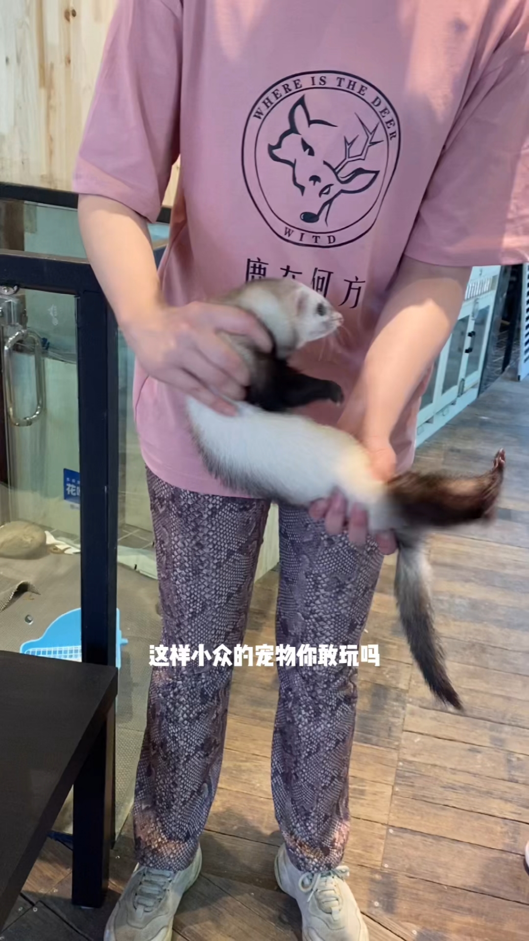 位于南山壹华里的宠物咖,这里的小动物是非常多,很温顺,通人性