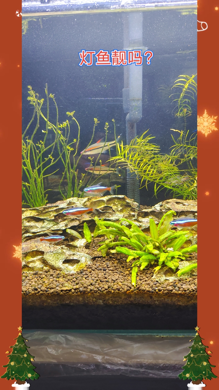 从小鱼苗养到现在,体形颜色非常的鲜艳漂亮。