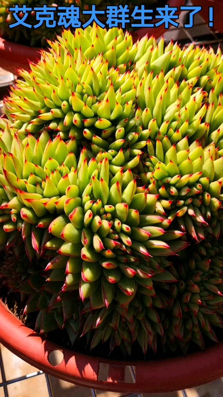 #多肉植物#多肉植物缀化之艾克魂,叶尖变红就已经很美了,是你喜欢的菜吗?