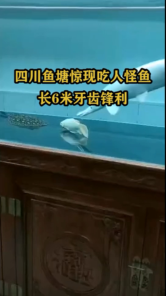 四川鱼塘惊现吃人怪鱼,长6米牙齿锋利