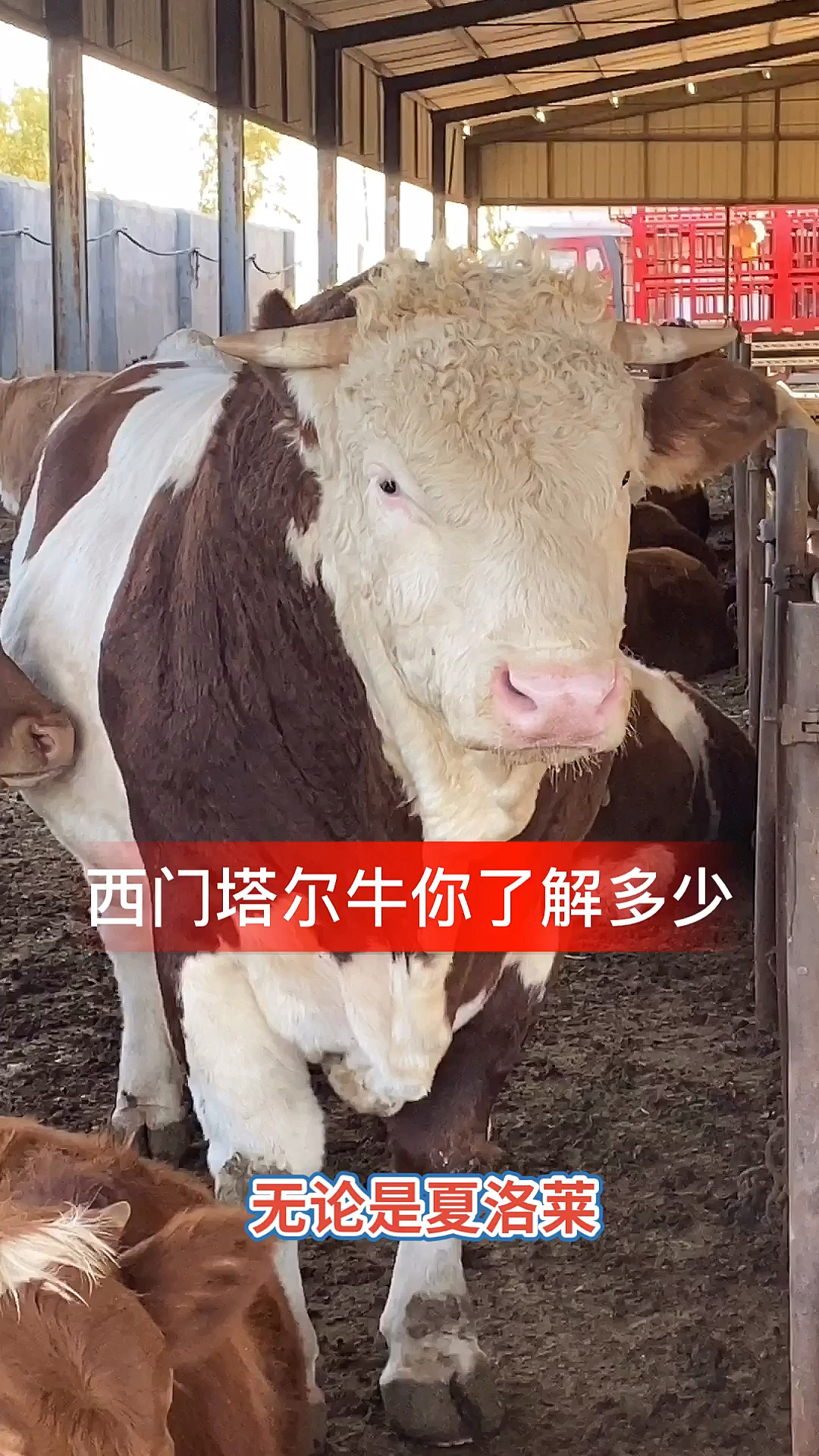 #西门塔尔牛#西门塔尔牛其实也分为很多系别,有瑞系西门塔尔牛、德系西门塔尔牛、加系西门塔尔