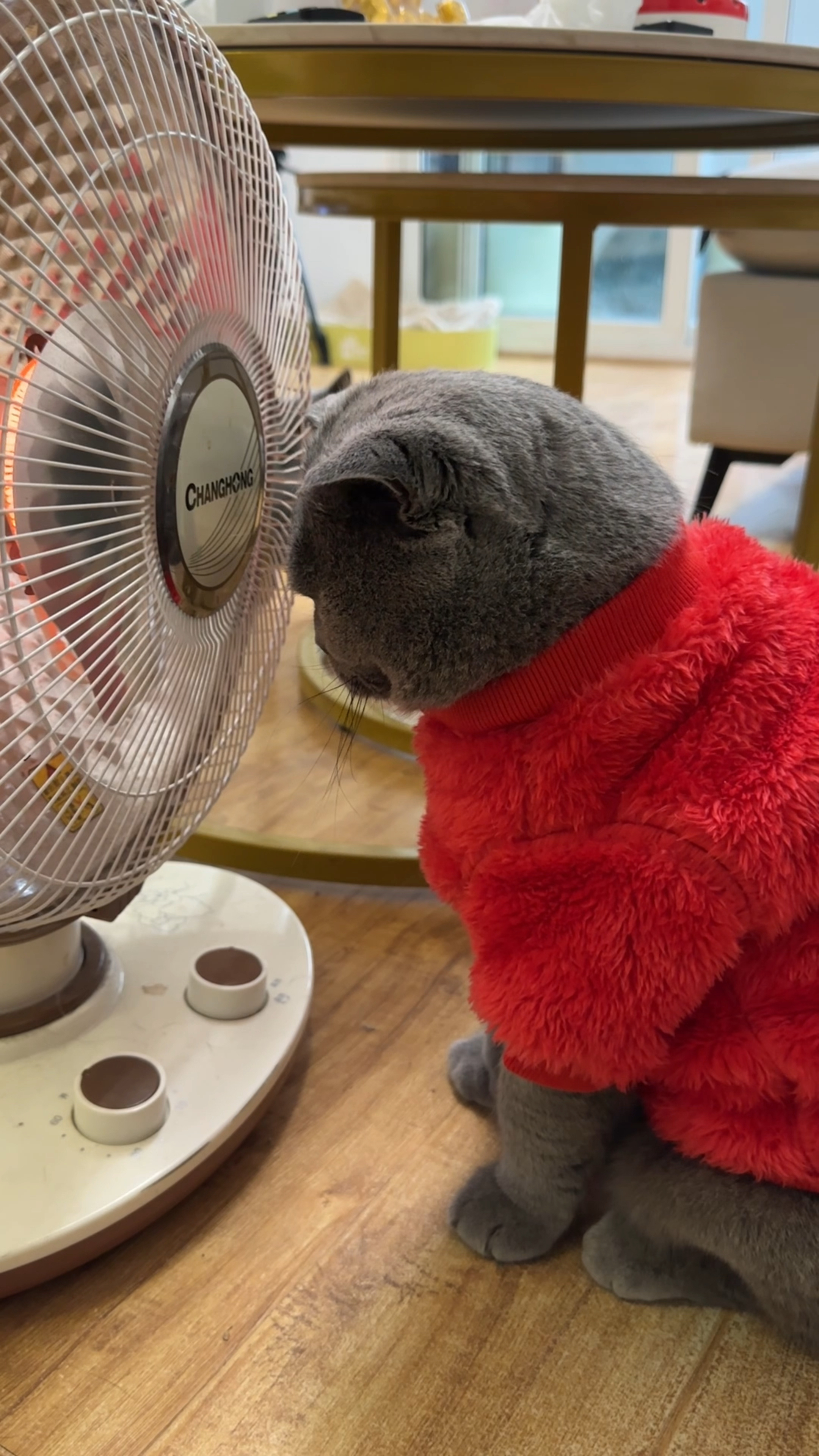 他是想把自己烤成猫肉干吗