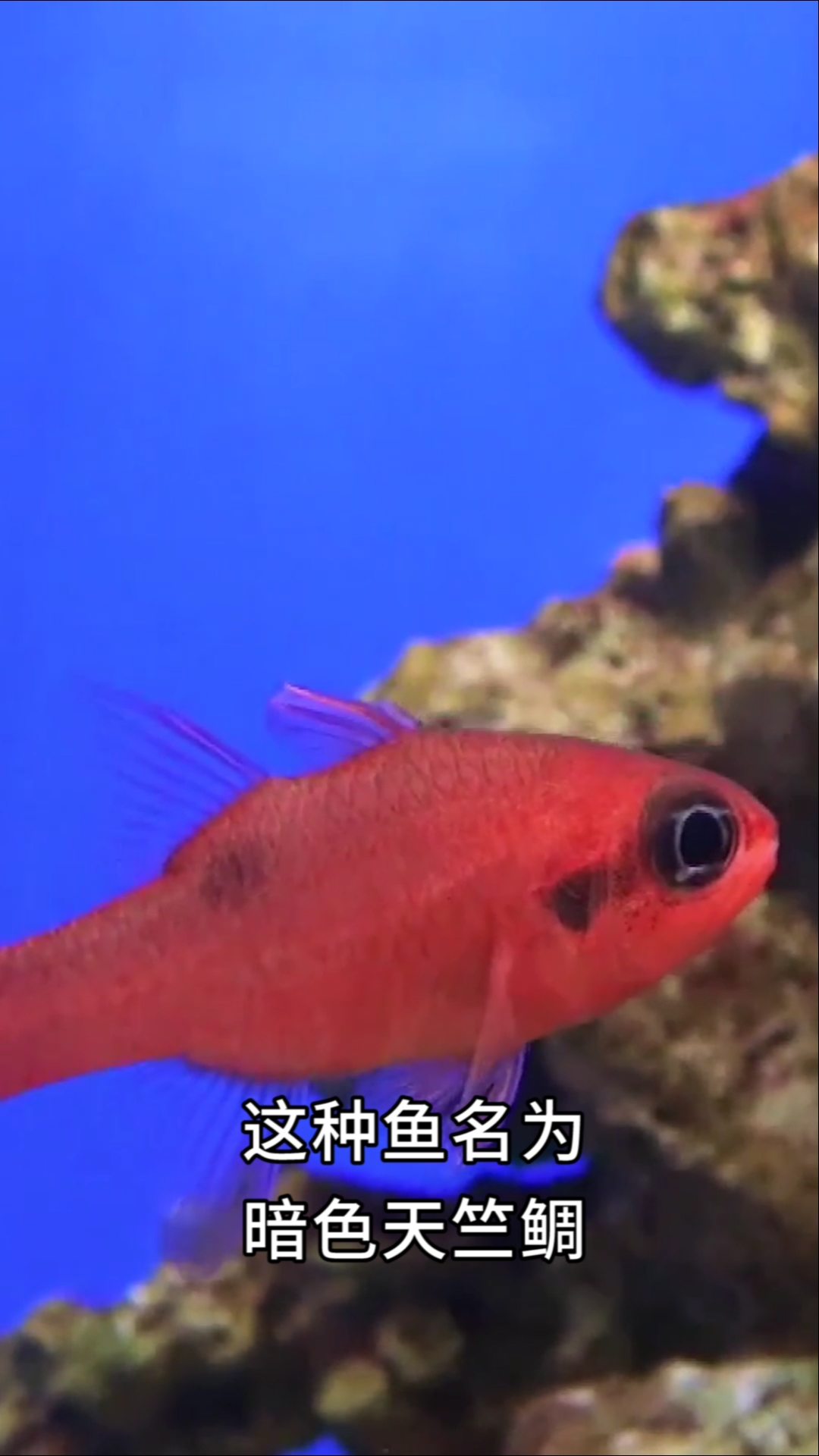 会喷火的鱼你见过吗?看它是如何在水中喷出蓝色火焰的!
