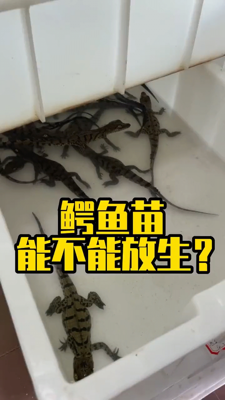 人工养殖鳄鱼