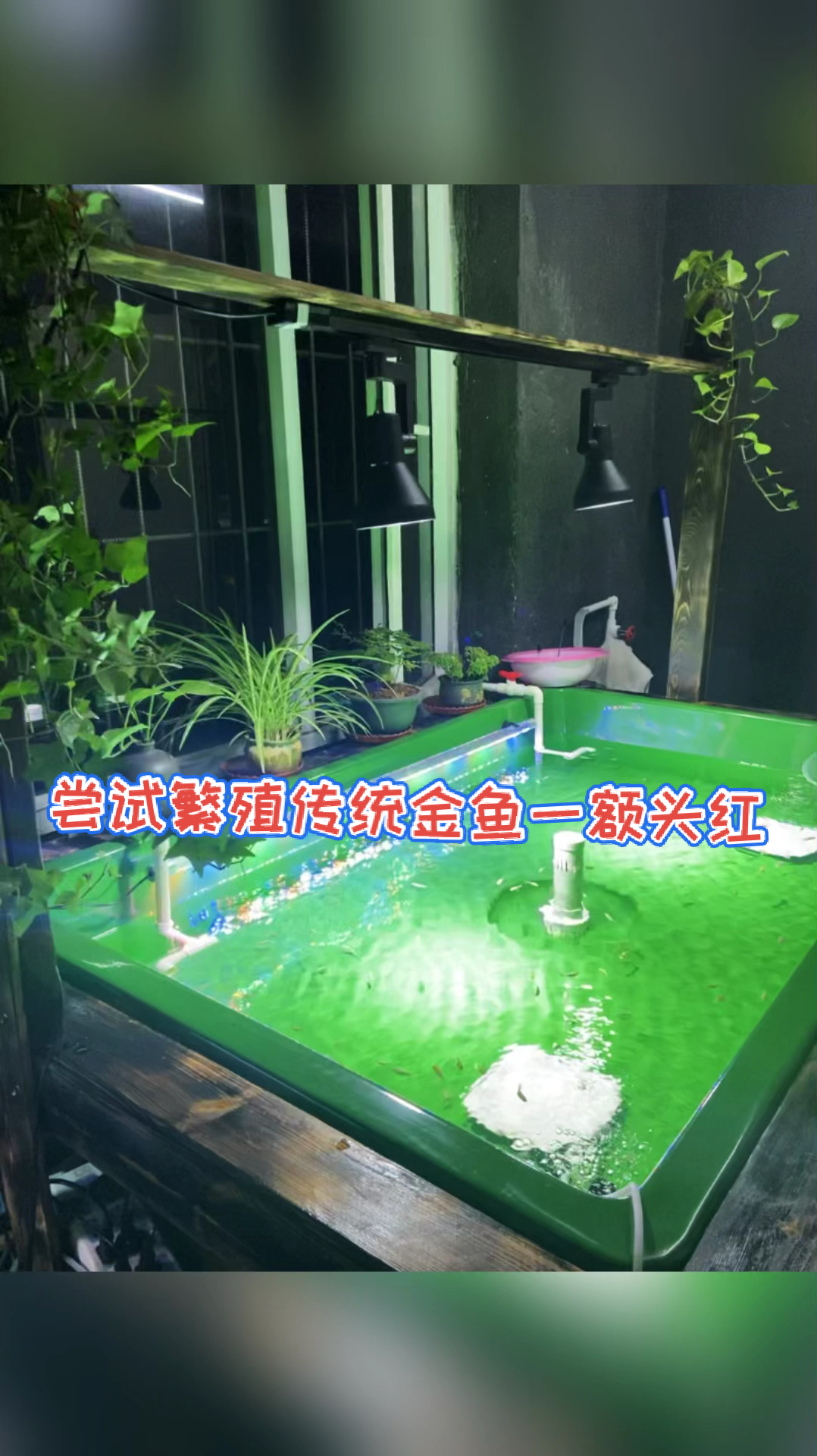 尝试繁殖传统金鱼一额头红